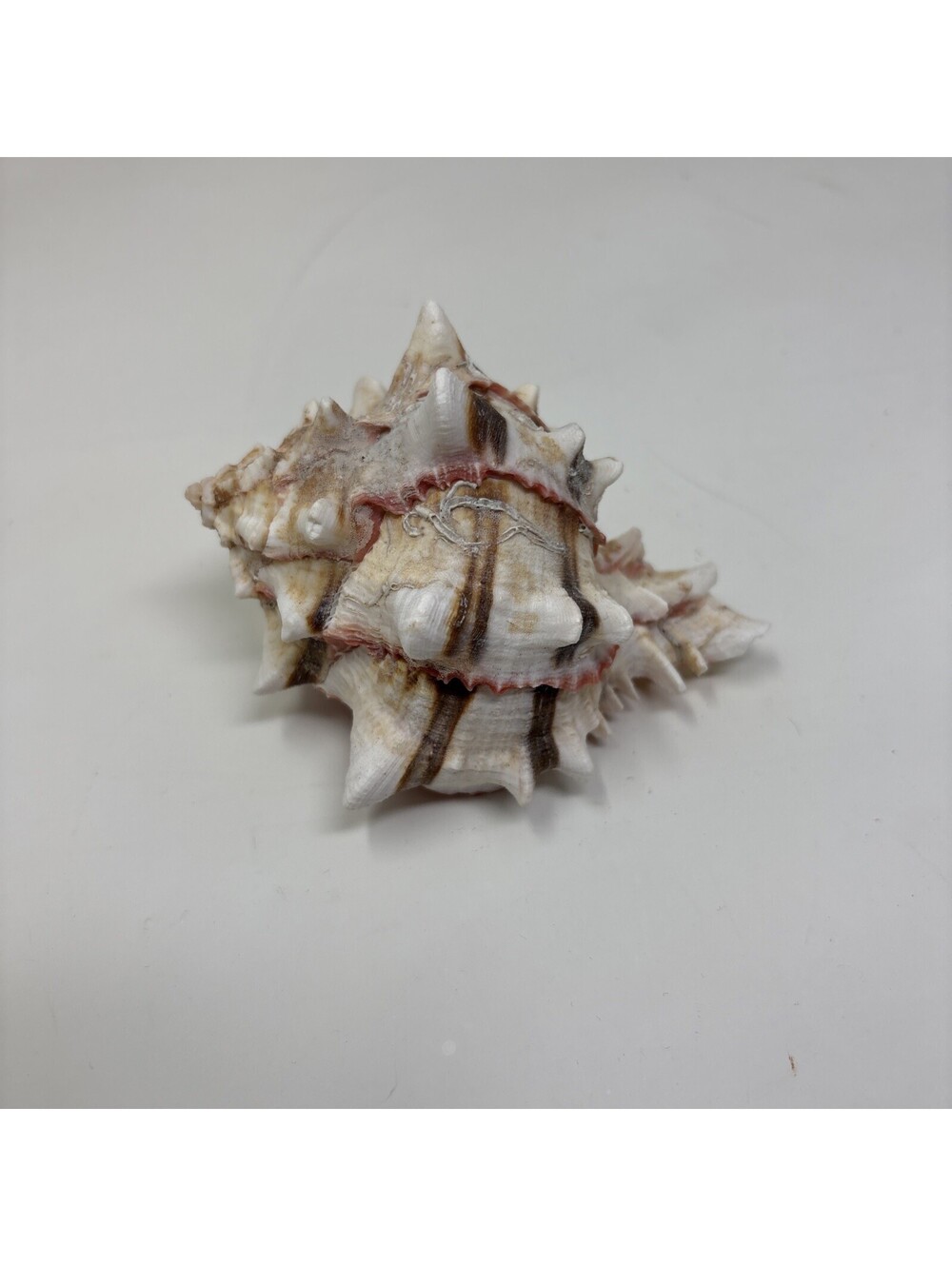Ramose Murex Shell Seashell Chicoreus Ramosus Spiny 4” Conch Brown Lines